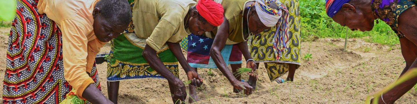 Frauen arbeiten auf einem Acker.