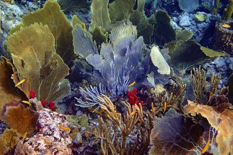 Coral – Soufrière, St Lucia