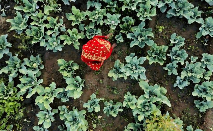 View from above of a field where a woman is working.