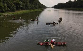 Fishermen in wooden canoes on a river in the Amazon region, collecting fish using nets.