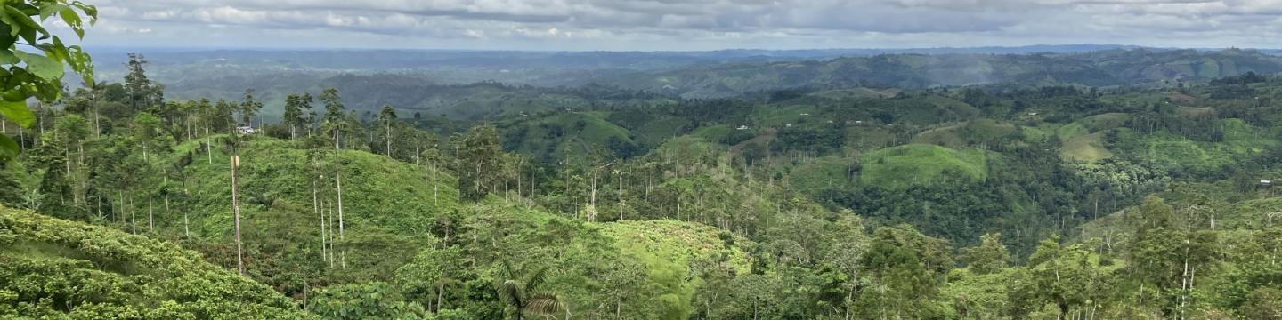 Hügelige Waldlandschaft unter wolkenbedecktem Himmel
