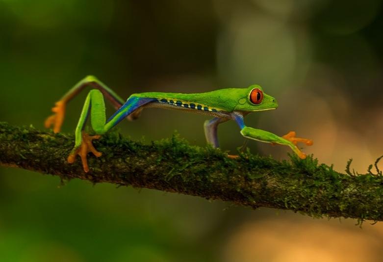 A frog on a branch in Costa Rica © Unsplash/Zdenek Machacek