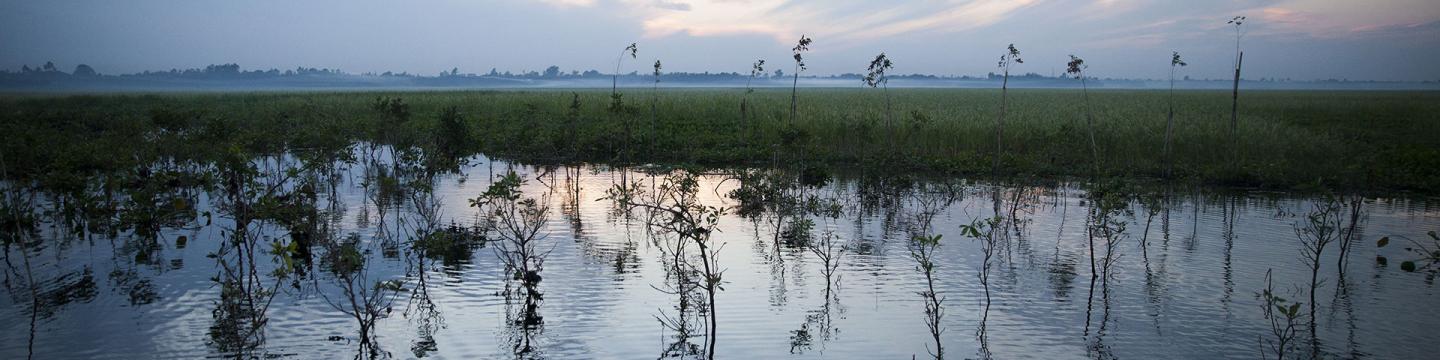Ein stilles Feuchtgebiet mit üppigem, hohem Gras und ruhigem Wasser, in dem sich die Schönheit der Natur spiegelt.