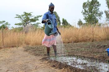 A young woman watering the crop.