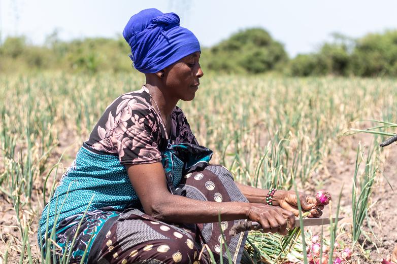 Woman harvesting onions.