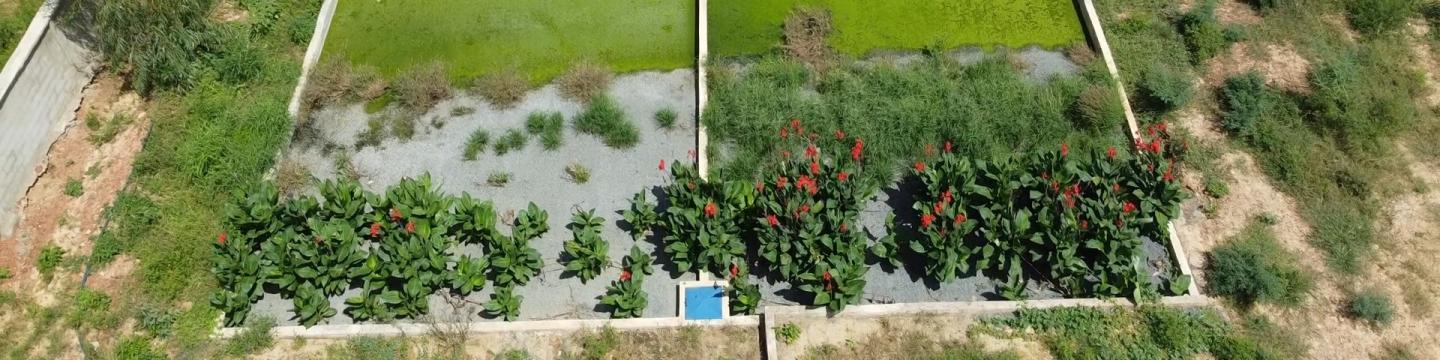 Pflanzenklärteich für Fäkalschlammaufbereitung mit Bananenplantage. Copyright: GIZ