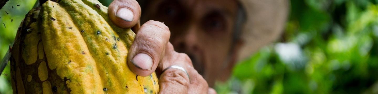 Ein Landwirt erntet eine Kakaofrucht.