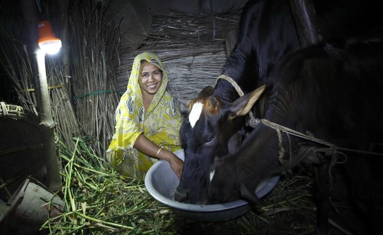 A person feeding cows in a bowl.