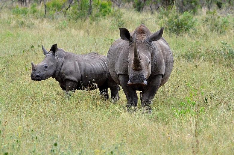 Two rhinoceroses.