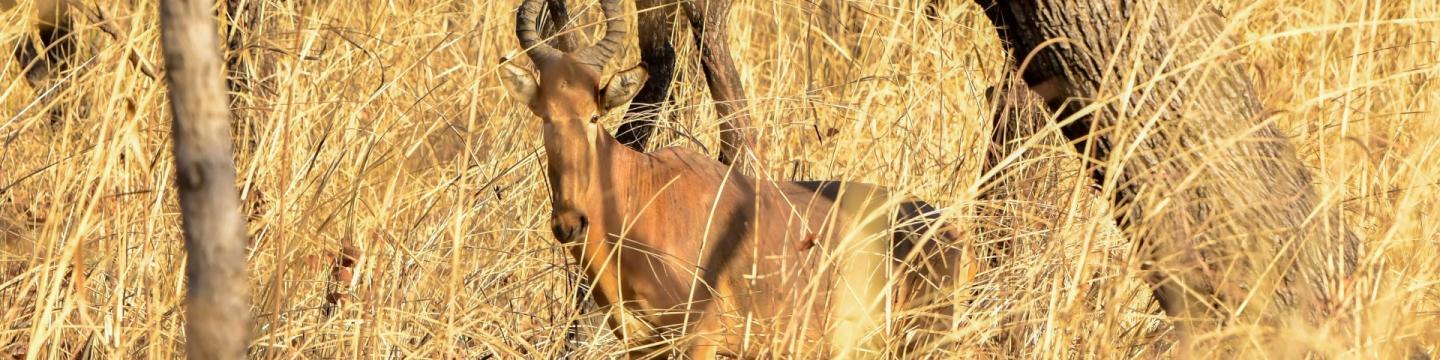 Eine Antilope grast im hohen Gras zwischen Bäumen.