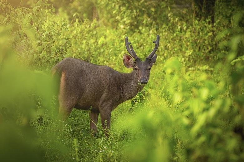 A roebuck in the forest.