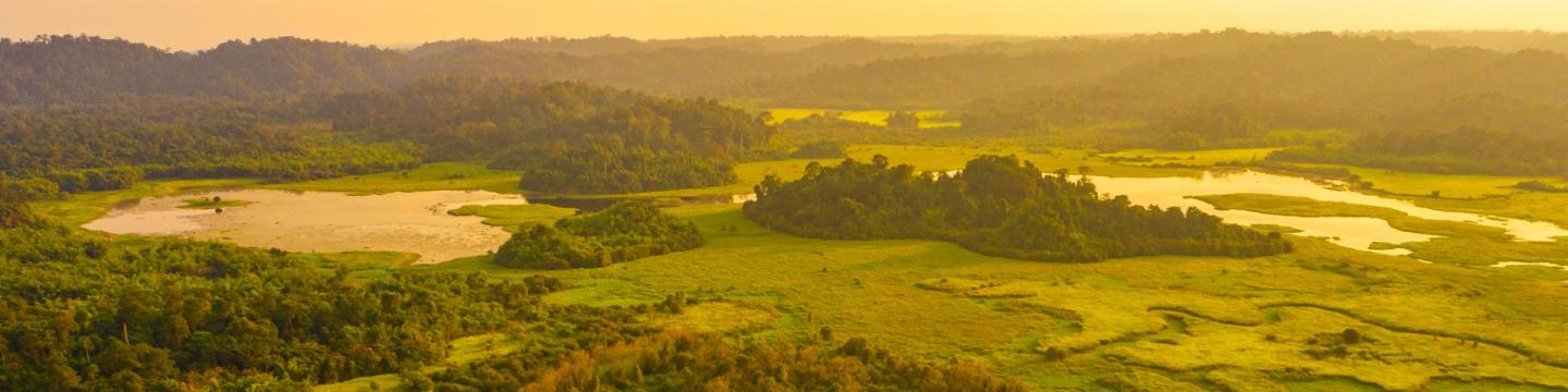 Naturwald im vietnamesischen Nationalpark Cat Tien.