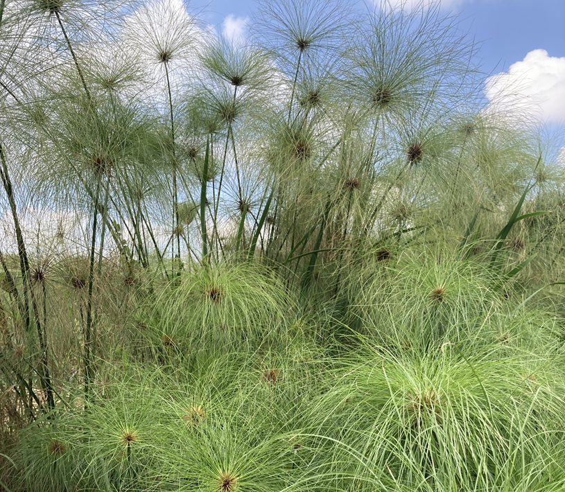 Papyruspflanzen in Uganda.