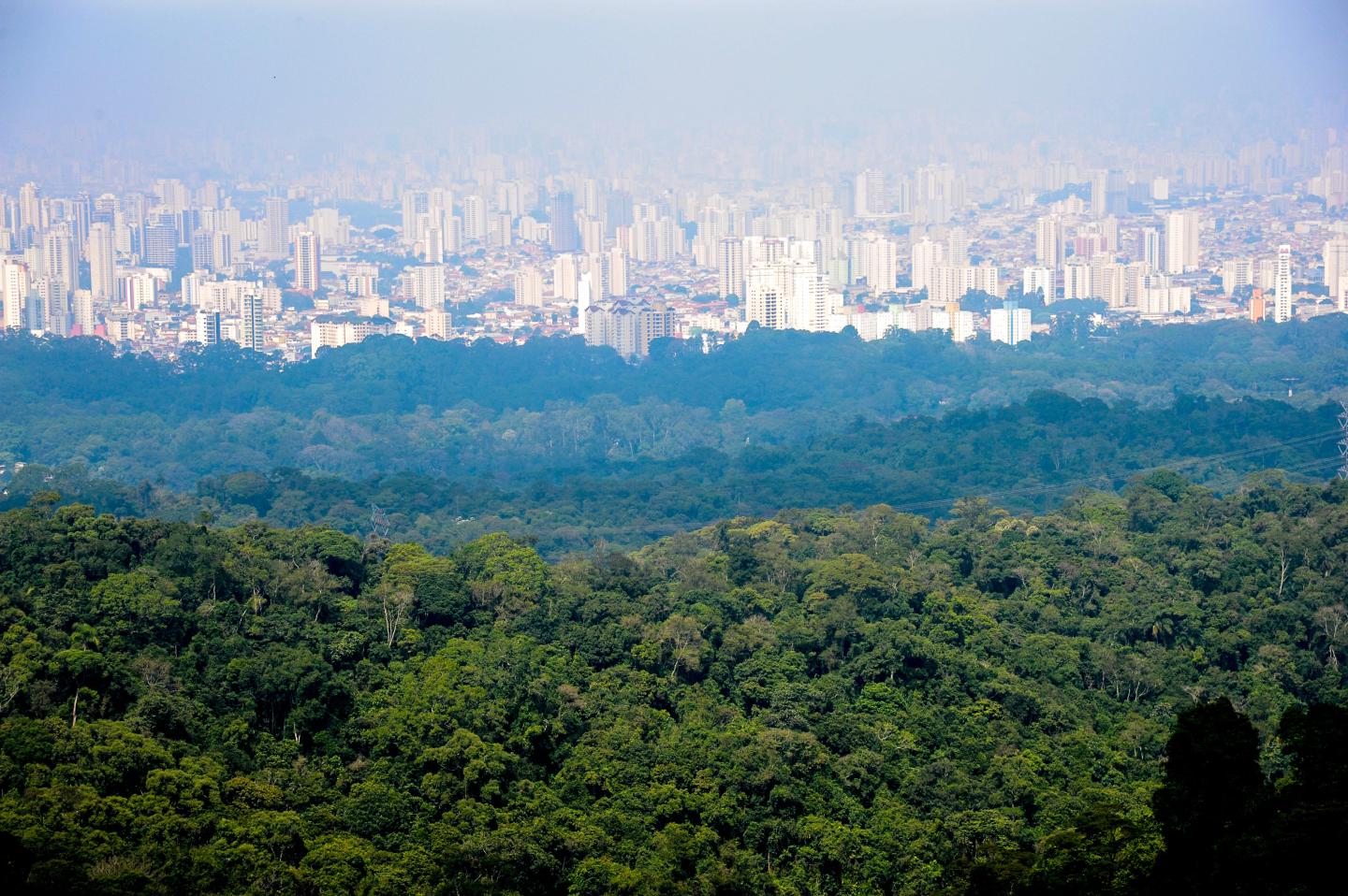 A forest with a city behind it.