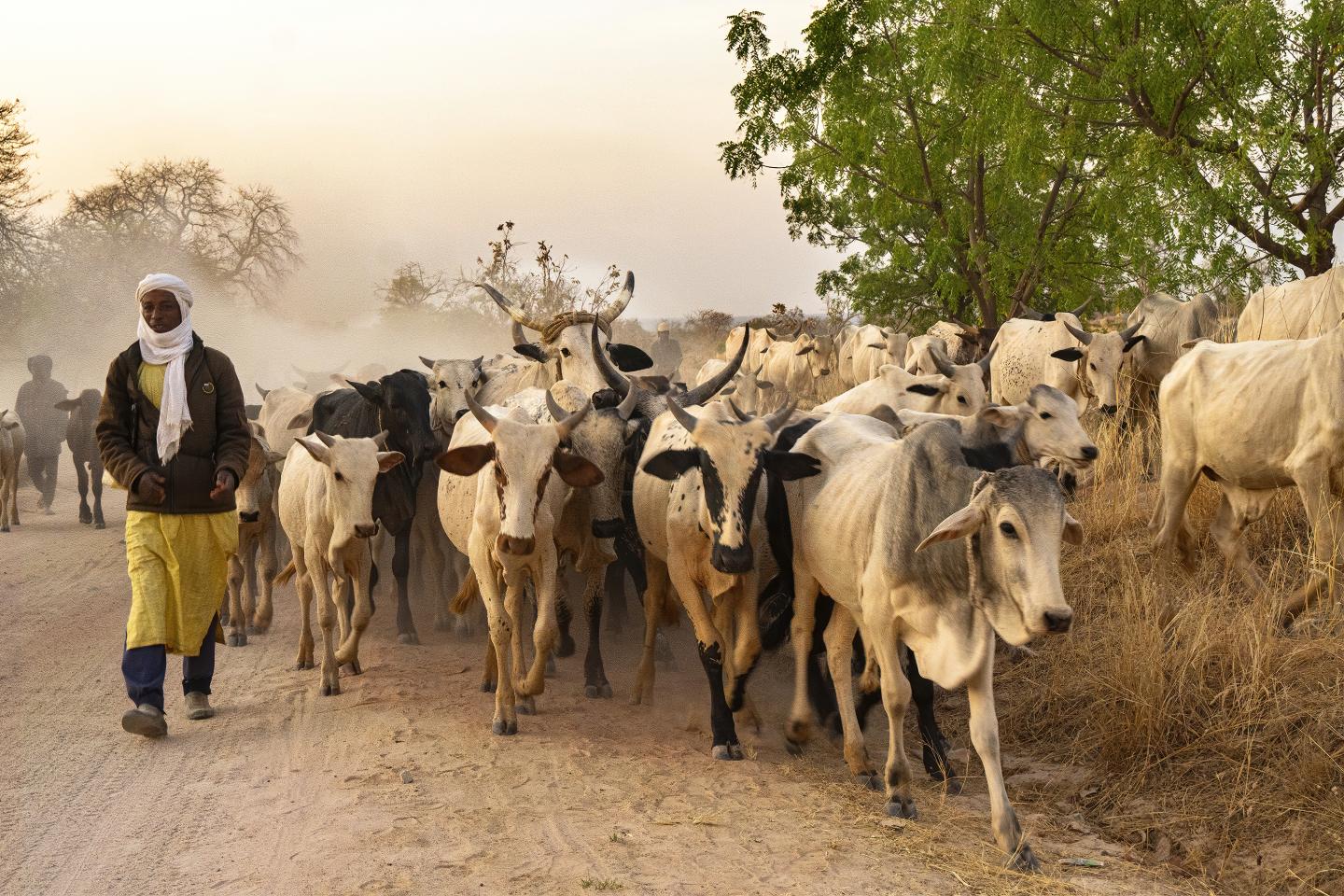Des transhumant·e·s en marche avec leurs bovins au Tchad.