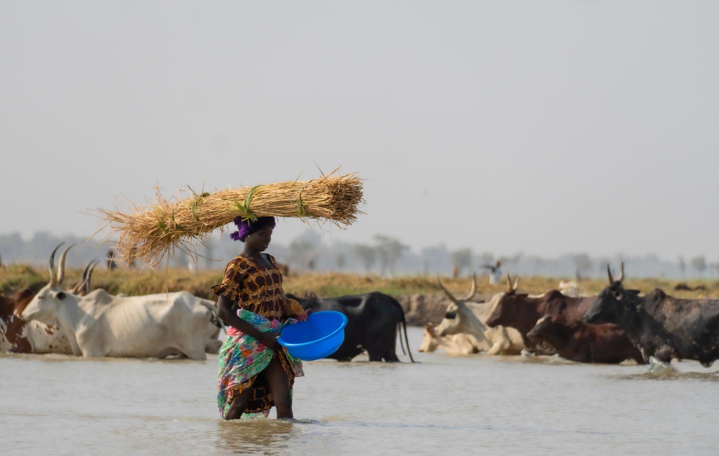 Une femme marchant dans une rivière, une bassine à la main, et transportant de la paille sur la tête ; derrière elle, un troupeau.