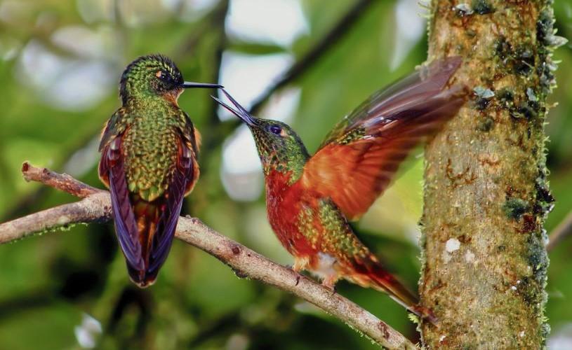 Hummingbirds in their natural environment.