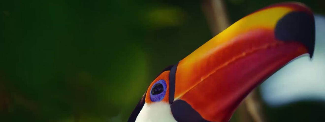Close-up of a toucan's head with a striking orange-yellow beak and vivid blue eye against a green, blurred background.