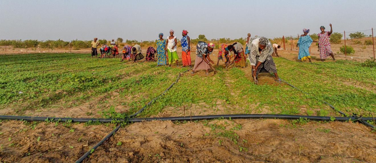 Women doing field work