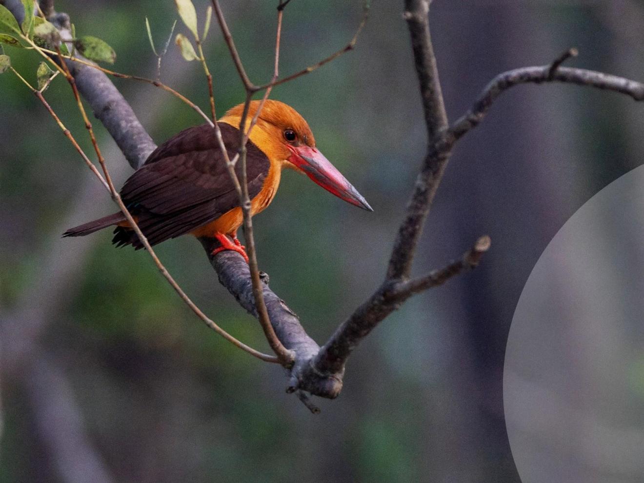 Bird sitting on a branch