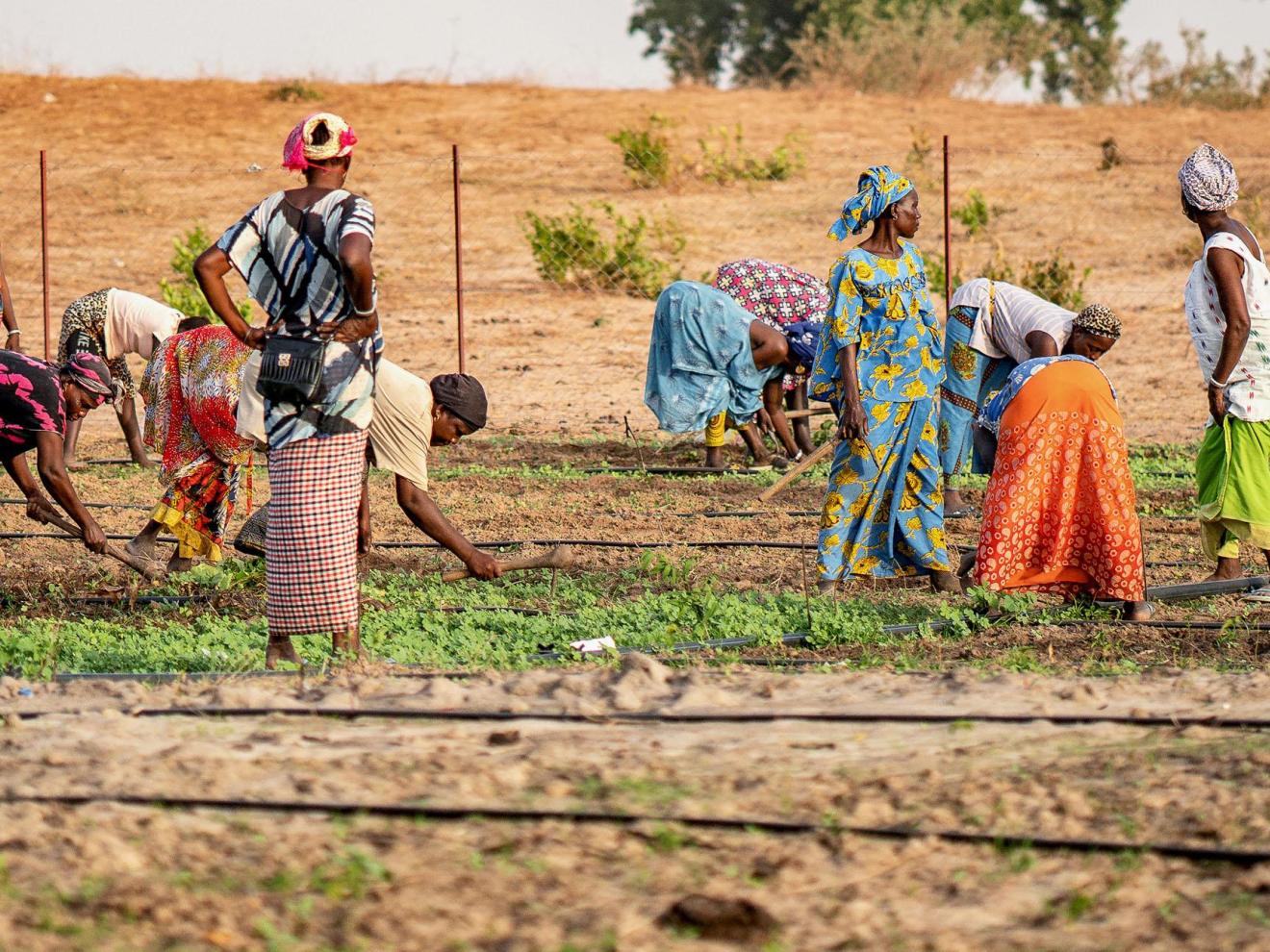 Women working in a field