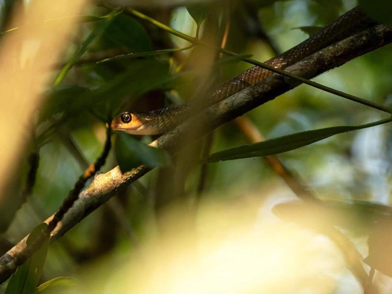 In einem dichten, von Sonnenlicht durchfluteten Blätterdach ist eine gut getarnte Schlange mit hervorschauendem Kopf auf einem Ast versteckt.