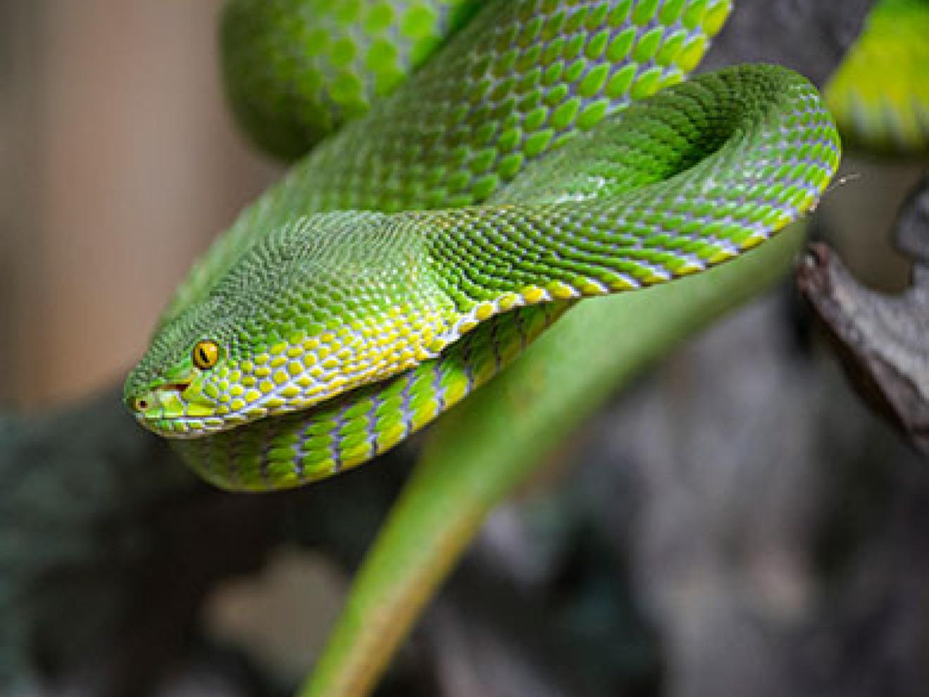 Nahaufnahme von einer grünen Schlange