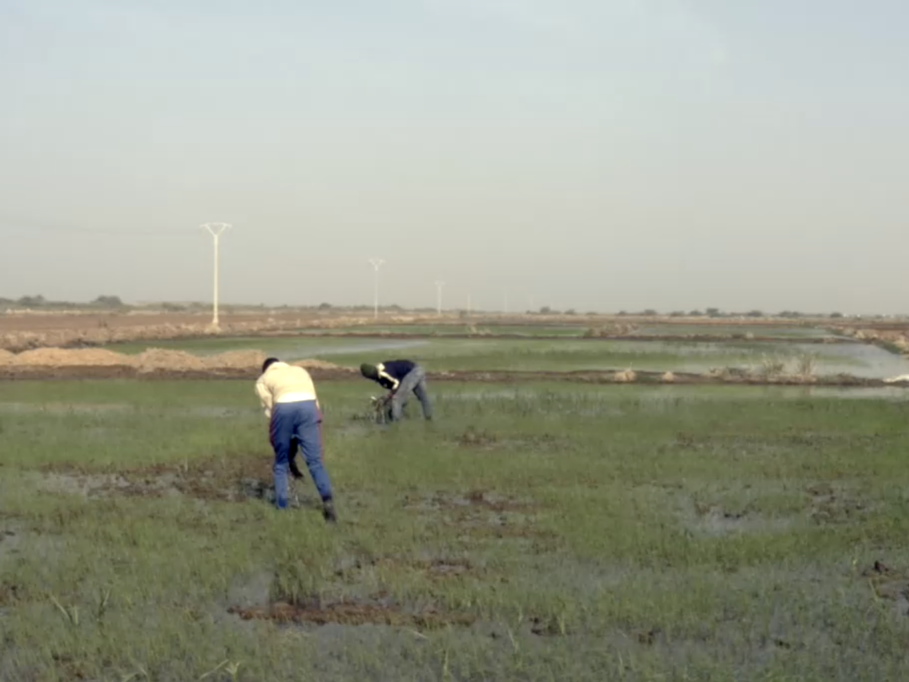 Zwei Männer arbeiten auf einem Feld unter blauem Himmel.