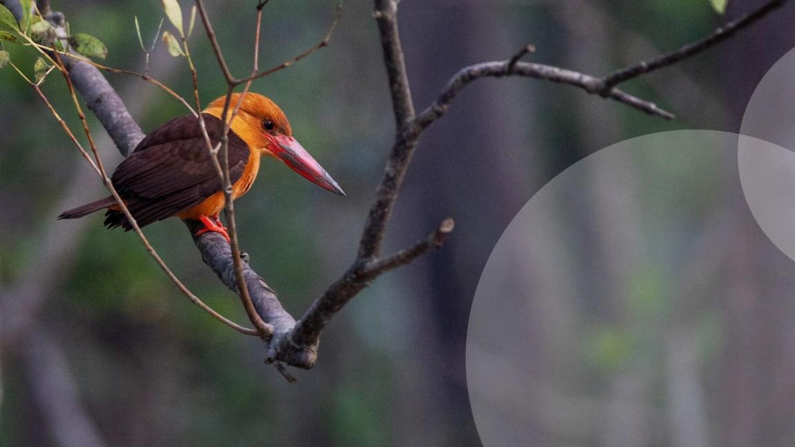 Bird sitting on a branch