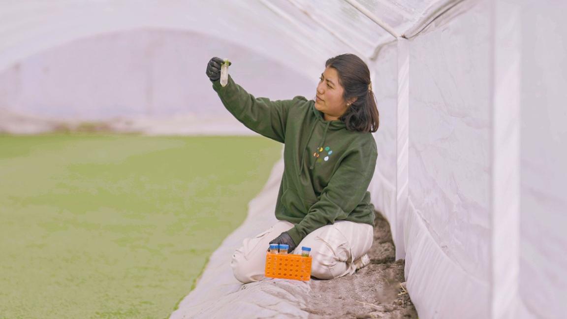 Wasserlinsen wachsen im Becken, daneben kniet eine Frau mit einer Probeampulle in der Hand.