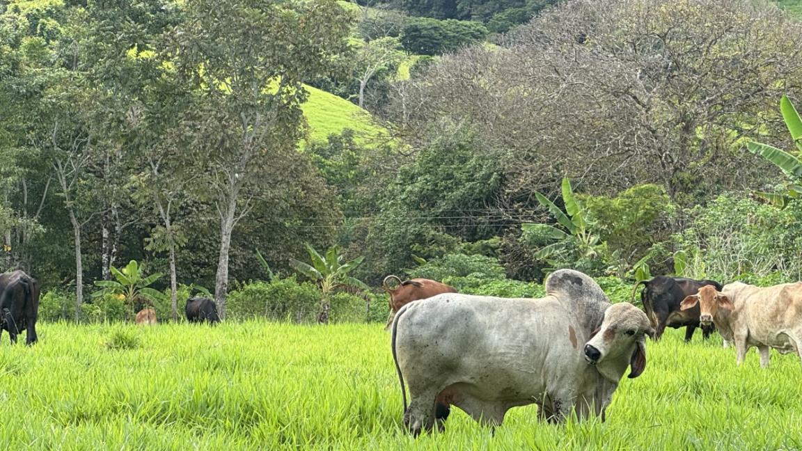 Weide im Amazonas mit Rindern.