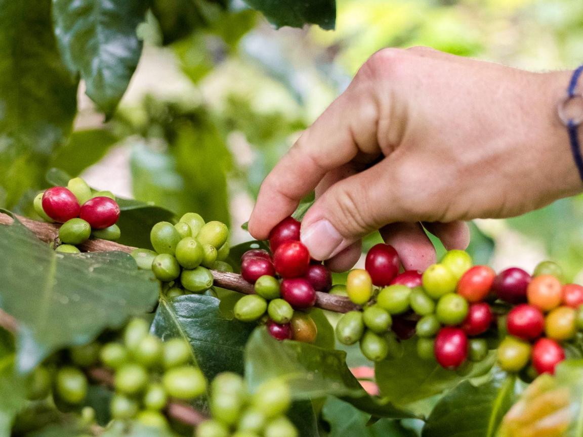Coffee berries on a branch and a hand picking them