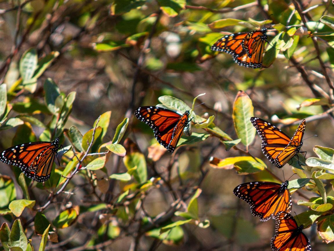Butterflies land on the branches of a bush