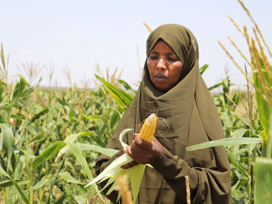 Woman wearing religious head covering standing in cornfield