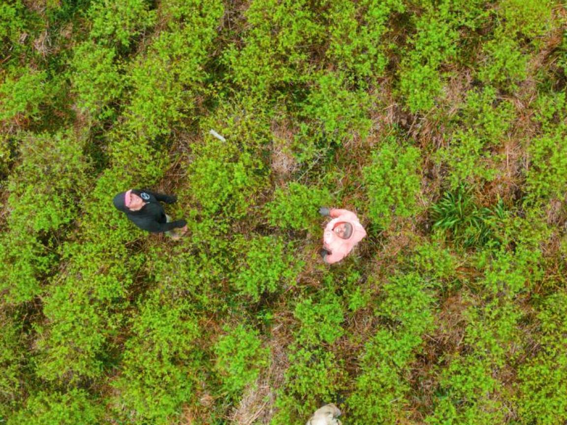 5 Mitarbeiterinnen auf einer Plantage aus der Vogelperspektive