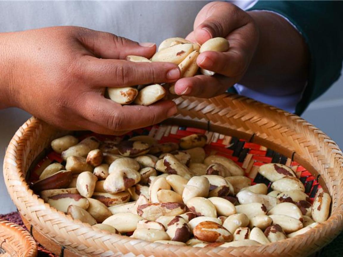 Ein Mensch sortiert Paranüsse 