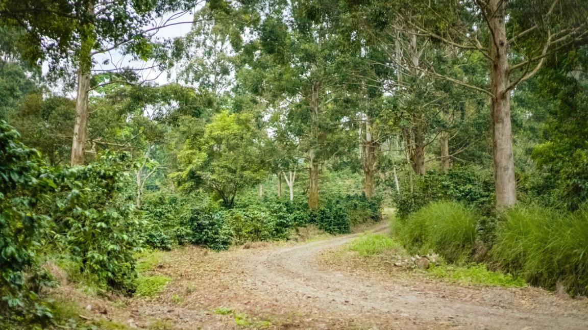 Forest trail in Costa Rica