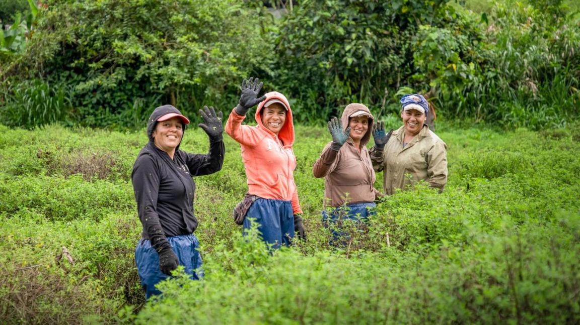 Four harvest workers are standing in the field.
