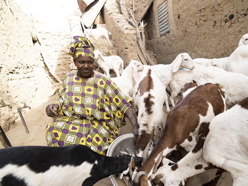 Farmer with her herd of goats