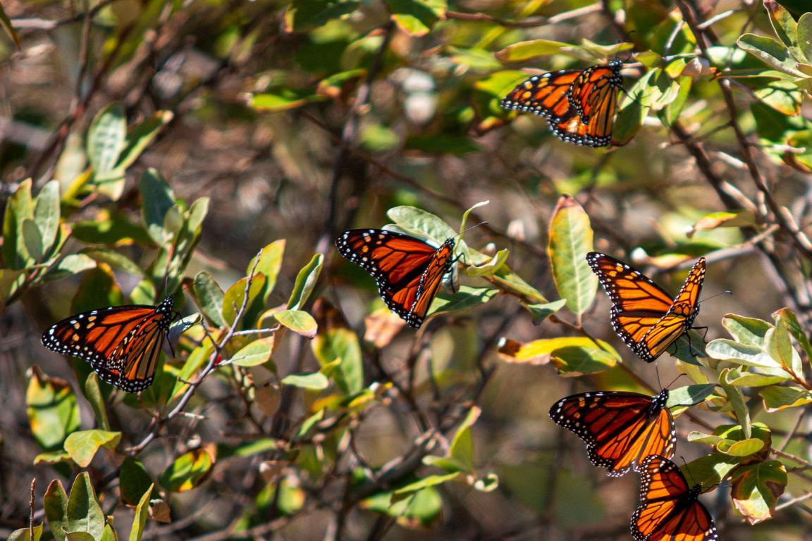 Butterflies land on the branches of a bush
