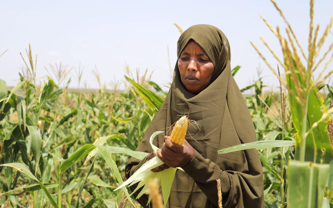 Woman wearing religious head covering standing in cornfield