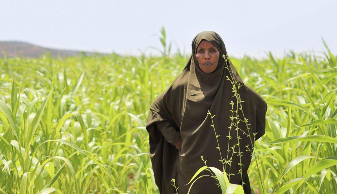 Woman wearing religious head covering stands in cornfield for portrait