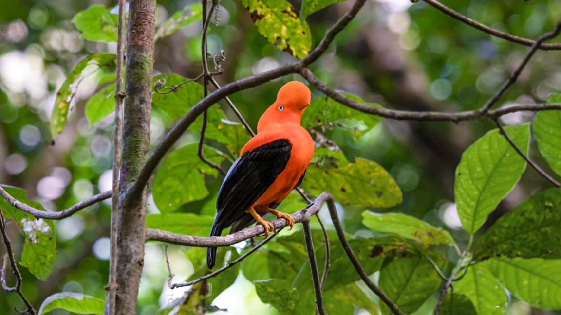 A bright red-orange rock cock sits on a branch in the dense, green rainforest.