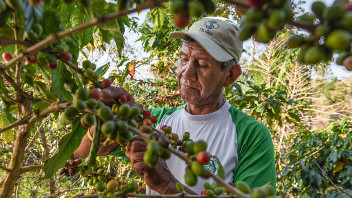 A man wearing a baseball cap and a green and white shirt harvests coffee cherries from a bush.