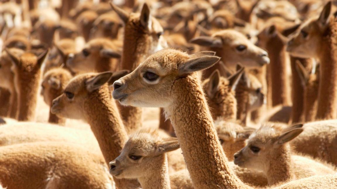 A large herd of light brown vicuñas stands tightly packed together in dry landscape.