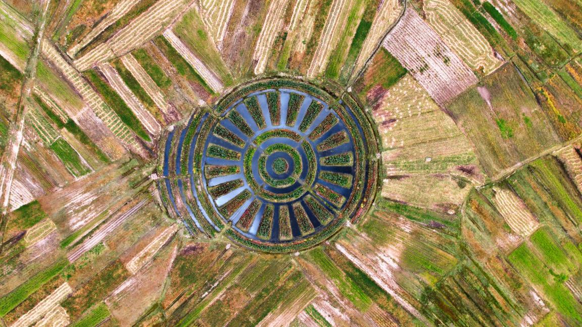 A circular agricultural field with water basins and rows of green plants, seen from a bird's eye view.