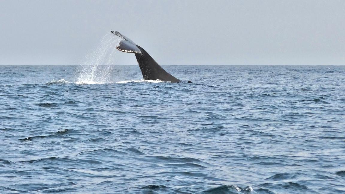 The tail fin of a whale protrudes above the water as it dives into the ocean.