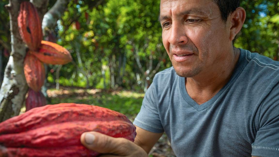 A man in a blue T-shirt looks at a large red cocoa pod.