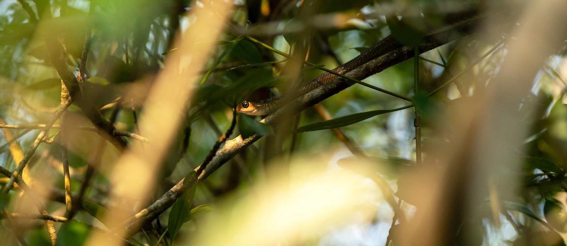 In a dense canopy flooded with sunlight, a well-camouflaged snake is hidden on a branch with its head peeking out.