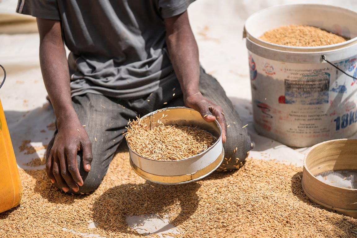 A person sifting harvested grains